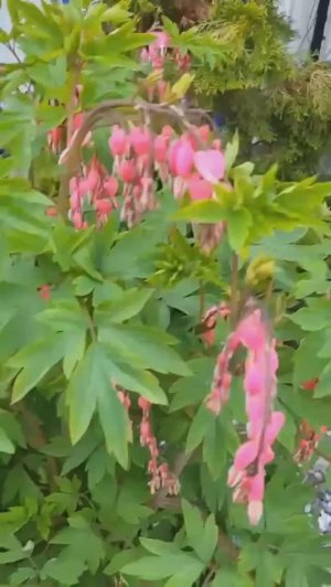 Розовый вечер🌺🌺🌺