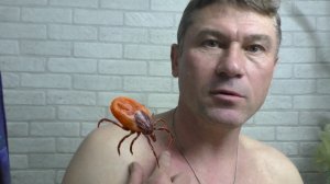 «В меня впился клещ: показываю новый способ, как вытащить его без боли»