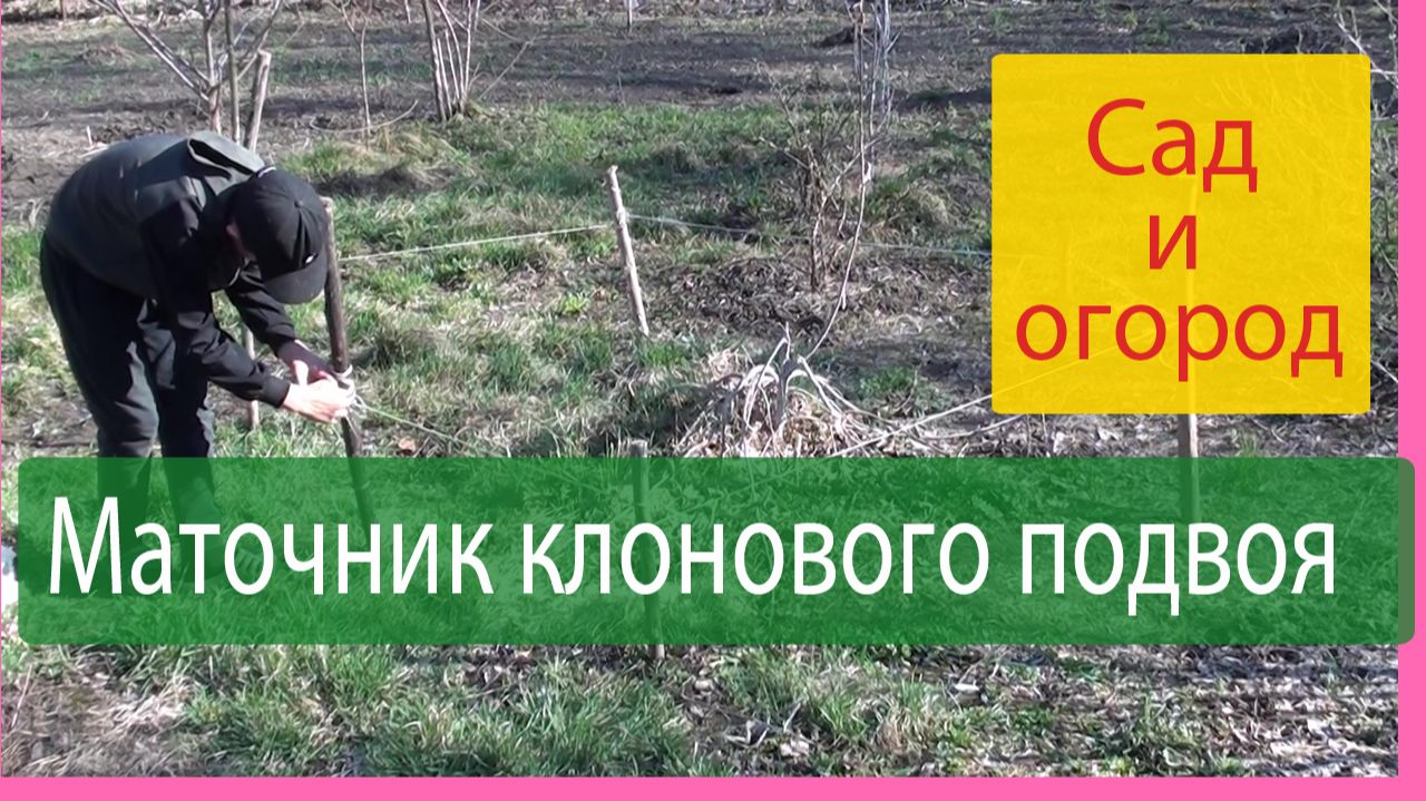 Маточник клонового подвоя, вся технология подробно