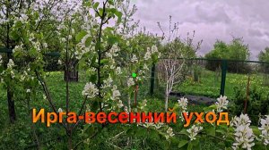 «Ирга - весенний уход.»#сад#огород#дача