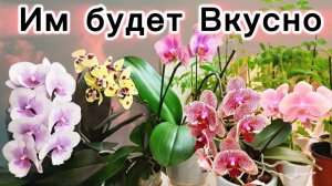 Орхидейная ЕДА. Накормим, замерим PPM, полюбуемся