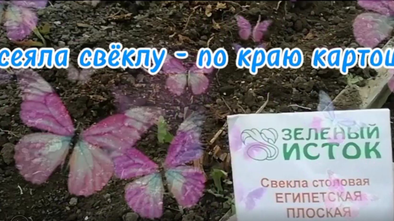 Посеяла свёклу - по краю картошки