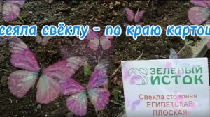 Посеяла свёклу - по краю картошки
