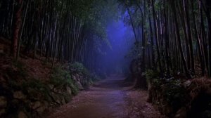 midnight path through ancient bamboo ⧸⧸ deep solitude 🎋