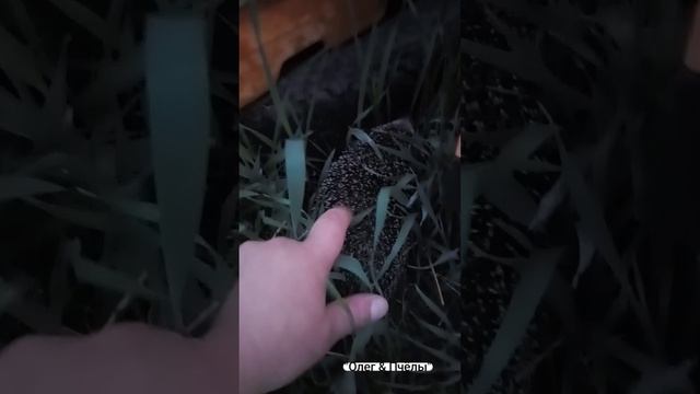 Ёжик на пасеке. 🦔