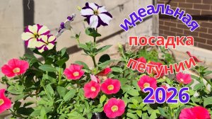 Секрет посадки петунии в вазоны! Идеальный грунт для пышного цветения.