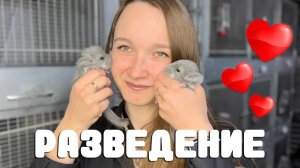 Профессиональное РАЗВЕДЕНИЕ | Как правильно разводить хороших шиншилл?