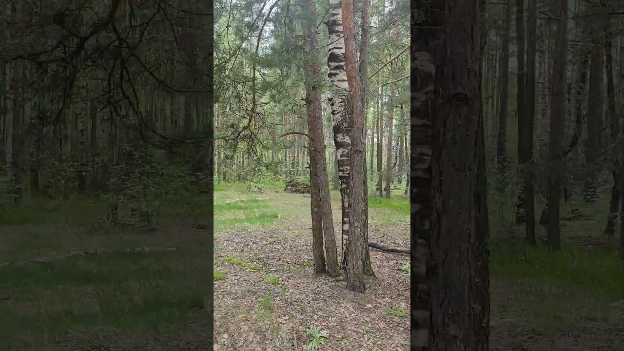 Пение кукушки в лесу