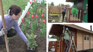 6 соток 12 мая 2026 г. Сажаю розу Хермозу. Сею свеклу  Мадам Ружетт и Кардинал.   Крашу наличники.