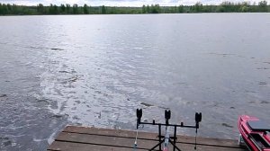 Ловля трофейного карпа РК» Фишка Петряиха»