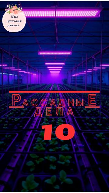 🌱Рассадные дела 10