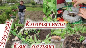 Черенкование клематисов, пересадка.