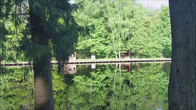 Утренний обзор с нижнего водоёма. Клёвое место, Лосиный остров.
