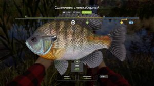 Russian Fishing 4 125 серия изучаю  Лосиное