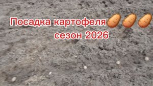 Посадка картофеля. Сезон 2026