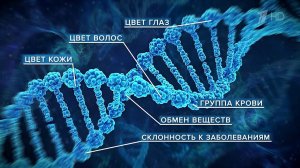 В ФМБА создали базу данных для диагностики генетических заболеваний россиян.
