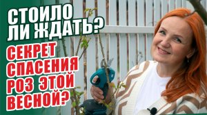 ГЛАВНАЯ ОШИБКА ВЕСНЫ, КОТОРАЯ ОСТАВИТ ВАС БЕЗ ЦВЕТОВ. КАК ВОССТАНОВИТЬ РОЗЫ. ОБРЕЗКА. РОЗЫ В САДУ.