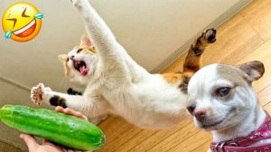 СМЕШНЫЕ КОТЫ | ЛУЧШИЕ ПРИКОЛЫ С КОТАМИ, СОБАКАМИ, КОШКИ, СОБАКИ, ЖИВОТНЫЕ, СМЕШНОЕ ВИДЕО
