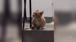 How Cats Cause Chaos, Make Weird Sounds and Handle Kids Like Pros