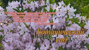 Ботанический сад, цветение рододендрона и сакуры