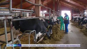 В Кузбассе проводят вакцинирование коров из-за выявления очага в Промышленновском округе