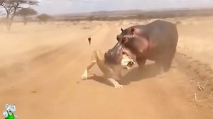 Эти Случаи с Животными Стали Вирусными за Считанные Часы