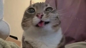 Котость