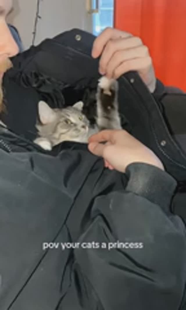 ПРиколюхи🤣 с кошаками