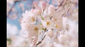 На всё готов ответ (Suno AI)