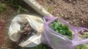 Посадила в теплицу помидоры.