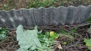 Теплая ленивая грядка своими рукамиГрядка из шифера Чем заполнить высокие грядки