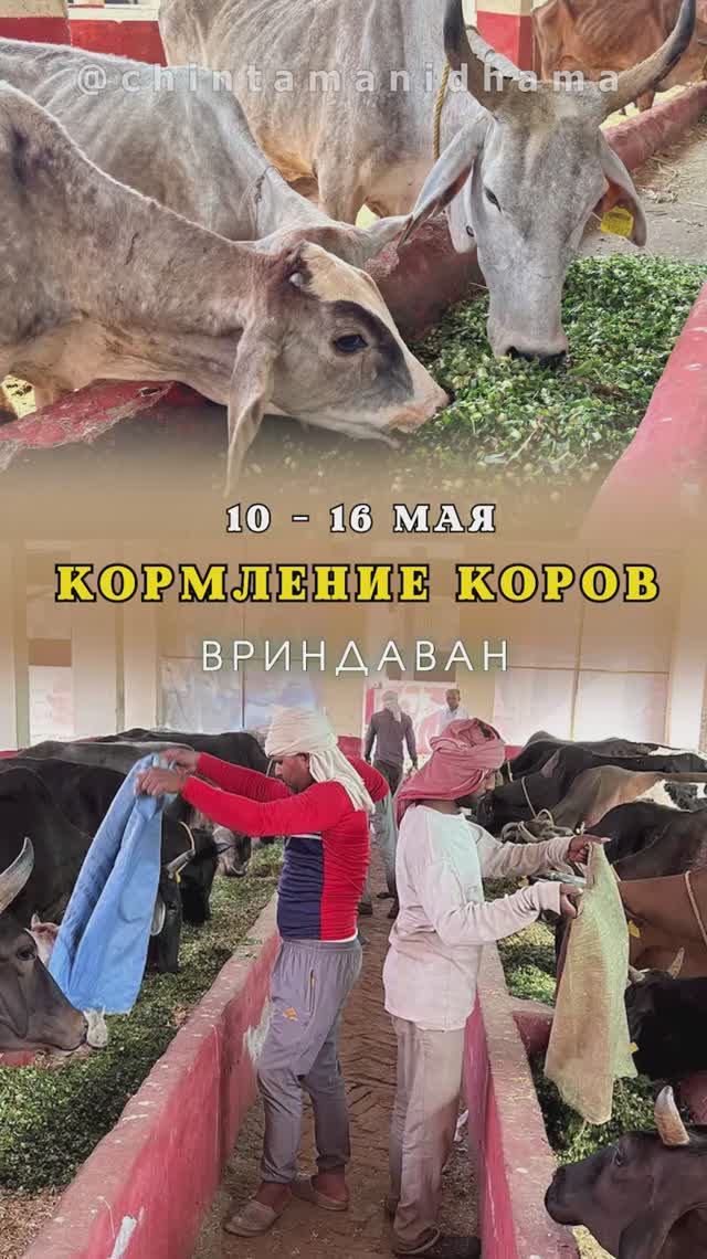 10 - 16 мая. Видеоотчет о кормлении коров