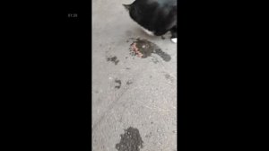 ЖИЛ ДА БЫЛ ЧЁРНЫЙ КОТ
