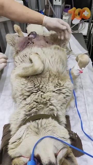 Операция опухоли у Тайги прошла успешно Девочка - умница  #приютчудес #100хвостов #БФ100Хвостов