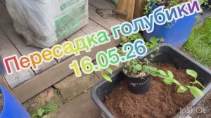 Пересадка голубики. 16.05.26