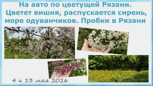 На авто по цветущей Рязани. Цветет вишня, распускается сирень, море одуванчиков. Пробки в Рязани