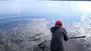 Ловля трофейного карпа РК «Фишка Петряиха»