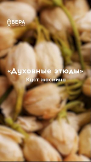 Аромат жасмина — образ христианина
