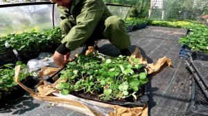 Распаковка рассады клубники