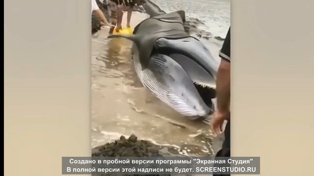 Невероятная рыбалка
