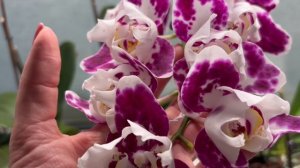 Орхидеи 🌺 Обзор моей коллекции орхидей ч.3 🪴😍