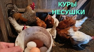 На вечернем сборе яиц победу одержали белые несушки Леггорн