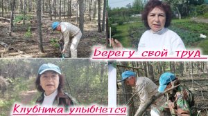 Едем в лес  ради🍓 клубники.