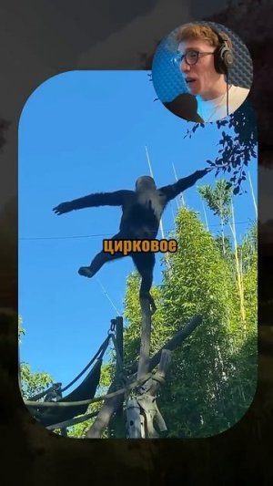 ВИРУСНЫЕ_ВИДЕО_Самые_смешные_животные😂