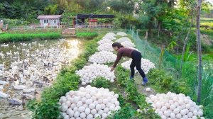 Заготовка утиных яиц и баклажанов на продажу. Купание свиней. Серия 103. Ли Фук Ви