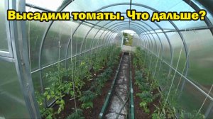 Какие ошибки не нужно допускать после высадки томатов?