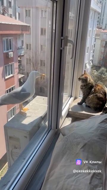 кот и чайка