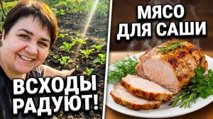 Огурцы и дыни взошли! Спешу всё успеть на кухне и в огороде