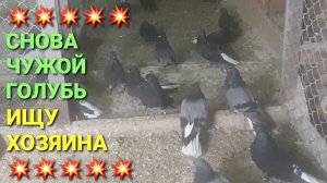 💥💥💥 Снова чужой голубь. Ищу хозяина!