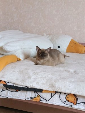 показываю , как я мою голову!